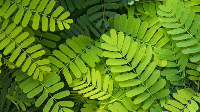 Full frame texture of vibrant green tamarind tree leaves under bright daylight.
A high-quality, full-frame top-down photograph showcasing the beautiful geometric pattern of fresh green tamarind leaves