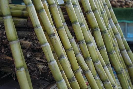Food industry. Sugar cane fields Stalks of sugarcane prepared for producing juice