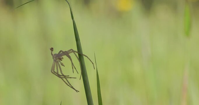 Rare: Empty spider molt sways on tall grass blade in breeze; crisp macro exuviae shedding ethology.