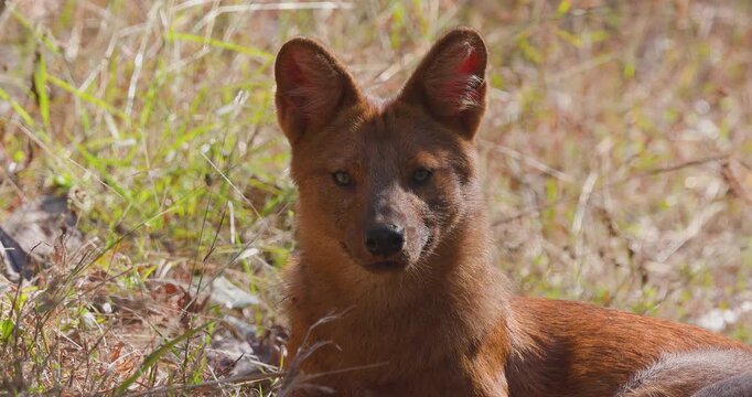 Rare: Male Indian Dhole rests in midday jungle undergrowth scanning alertly; slow motion portrait of Red wild Dog