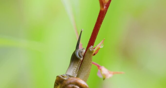 Macro: Land snail creeps along twig displaying stalked eyes and sensory tentacles; slow motion head.