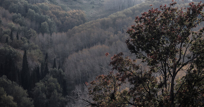 Forest-covered mountains in autumn. Dark moody tones, dramatic natural background with deep shadows and subdued colors