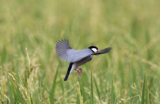 Java sparrow They live in rice fields and usually live in flocks. They were originally native to Java and Bali. They were later introduced to Thailand to be raised as ornamental birds.