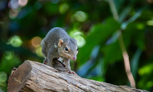 Common treeshrew (Tupaia glis) sitting on a log in the forest with green bokeh background.