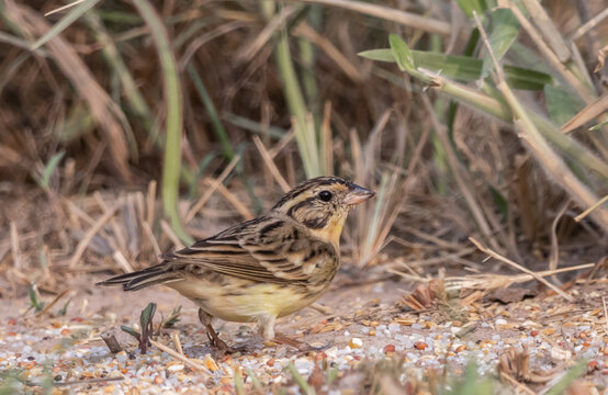 Yellow-breasted Bunting migratory birds enter Thailand during the winter or outside the breeding season. They are rarely found in suitable habitats or can only be found in certain areas.