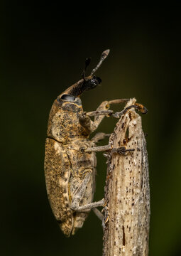 broad-nosed weevil Macro close up shot.