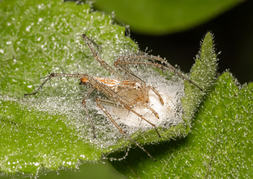 Java lynx spider Other names used include the wild cat spider, hexagon-eyed spider, or Javan hexagon-eyed spider.