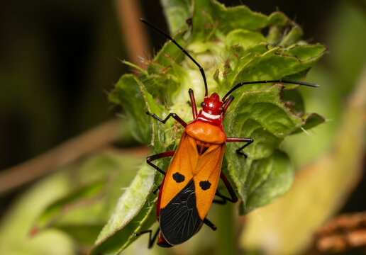 Rde cotton bug It is a pest that damages cotton. Both larvae and adults of this insect suck the sap from cotton pods and seeds.