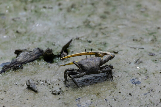 A small fiddler crab emerges from its burrow on a muddy tidal flat, showing off its large, yellow claw. This miniature creature is a key inhabitant of coastal wetlands.