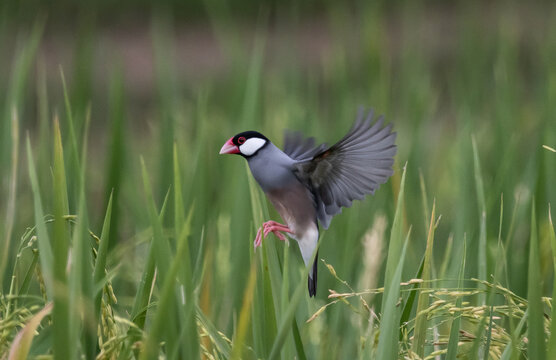 Java sparrow They live in rice fields and usually live in flocks. They were originally native to Java and Bali. They were later introduced to Thailand to be raised as ornamental birds.