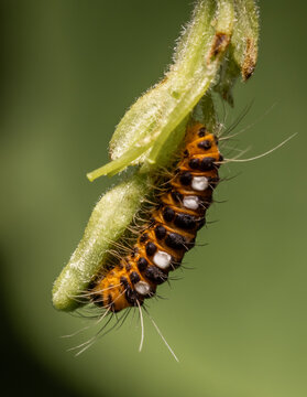 Thyrassia penangae is a species of moth in the family Zygaenidae. It is found in south-east Asia, including Peninsular Malaysia and China.