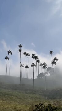 Cocora Valley Quindio Wax Palms Emerging from Moving Mist in Salento, Colombia. Time Lapse. Vertical Video.