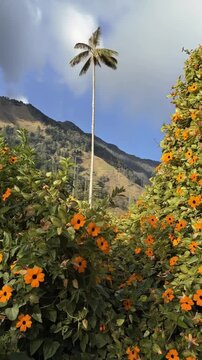 Cocora Valley Quindio Wax Palm above Orange Flowers and Andean Mountains in Salento, Colombia. Time Lapse. Vertical Video.