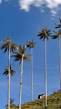 Cocora Valley Quindio Wax Palms against Blue Sky in Salento, Colombia. Time Lapse. Vertical Video.