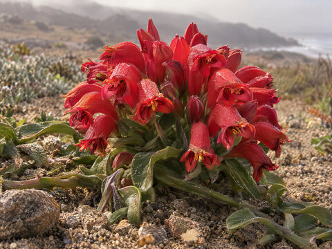 Rare Garra de Le&oacute;n (Leontochir Ovallei) Flower Blooming in Atacama Desert, Chile