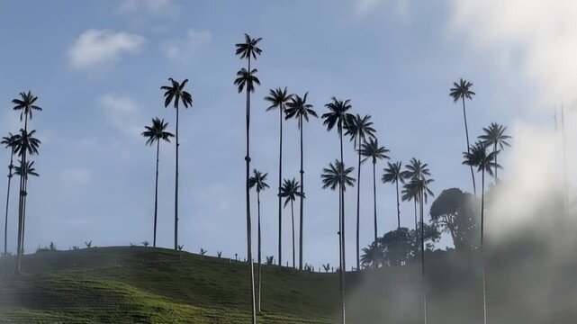 Cocora Valley Quindio Wax Palms Emerging through Moving Mist in Salento, Colombia. Time Lapse. Establishing Shot.