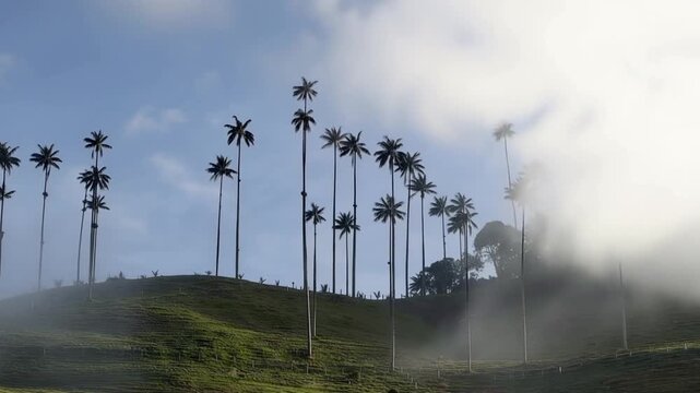 Cocora Valley Quindio Wax Palms Emerging through Moving Mist in Salento, Colombia. Time Lapse. Establishing Shot.