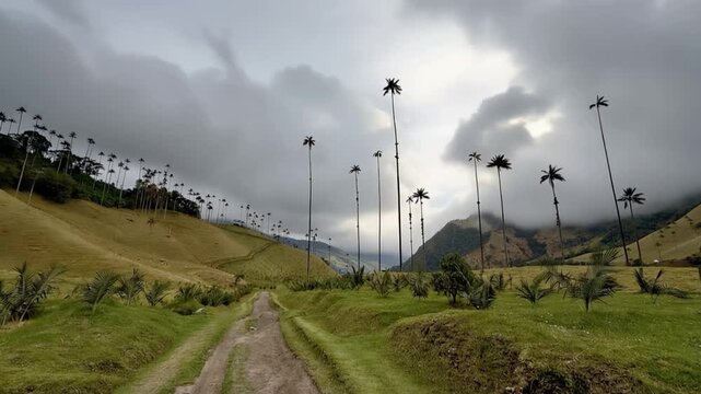 Cocora Valley Quindio Wax Palms on Andean Hillside with Moving Clouds in Salento, Colombia. Time Lapse. Establishing Shot.