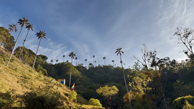 Cocora Valley Quindio Wax Palms and Moving Clouds in Salento, Colombia. Time Lapse. Establishing Shot.