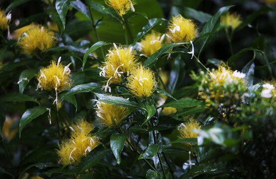 Its scientific name is Schaueria flavicoma (or Schaueria calycotricha), and it belongs to the family Acanthaceae.