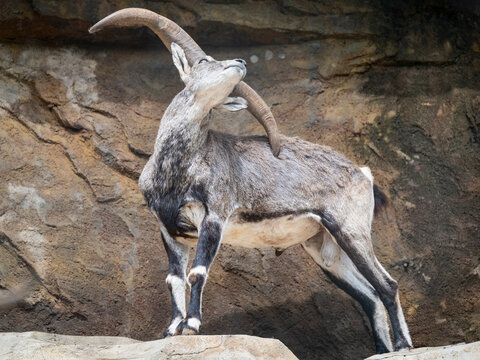 closeup of bharal standing on the rock