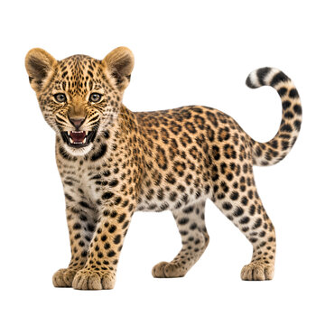 Leopard Cub Snarling With Open Mouth Isolated On Black