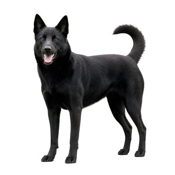 Black Dog Standing Alert With Open Mouth Isolated On Black