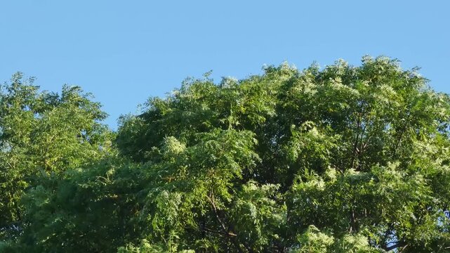 Static Shot of Tree Branches and Leaves Swaying Violently in Strong Wind