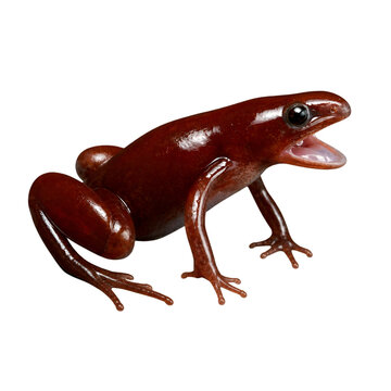 Tomato Frog With Mouth Open Isolated On Black Background