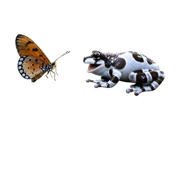 Amazon Milk Frog And Colorful Butterfly Isolated On Black Background