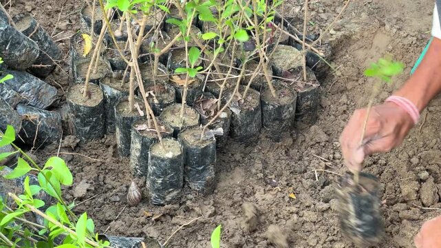 Indian farmer uprooting young tree saplings in the soil india, agriculture, rural, culture,