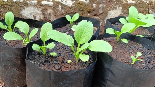 Commercial stock video close up of a thriving green pakcoy seedling growing in rich organic soil inside a black polybag.
