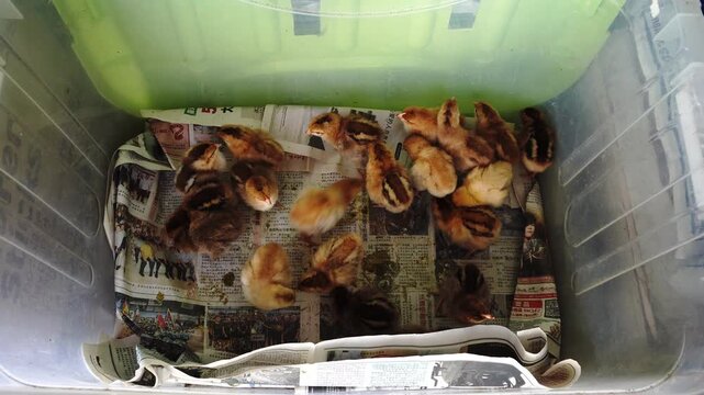 A group of young chicks huddled together inside a clear plastic container lined with newspapers