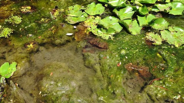 Overhead view of a murky pond with lily pads, green algae, and submerged debris