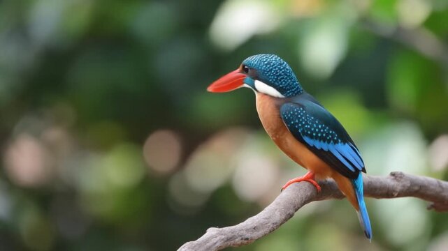 Common Kingfisher perched on branch with blurred green foliage background during daylight