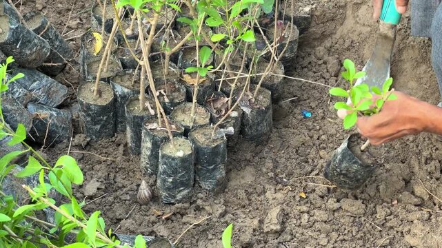 Indian farmer uprooting young tree saplings in the soil india, agriculture, rural, culture,