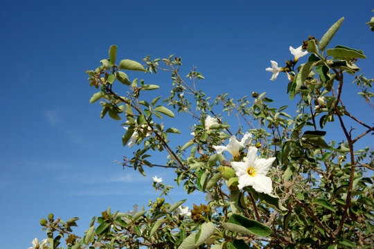 White opened flowers of Anacahuita, Cordia Boissieri in early spring morning, closeup