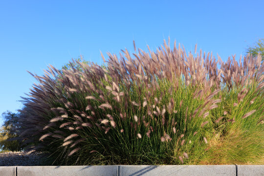 Closeup of Fountain grass Grass (Pennisetum setaceum)  against clear blue sky growing next to roadside curb in Arizona 