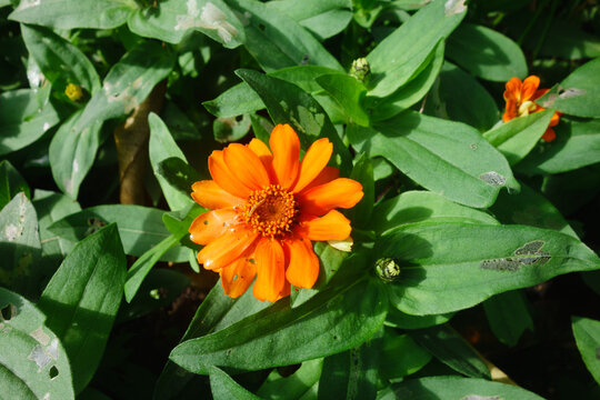A bright orange Peruvian zinnia flower blooming amidst lush green leaves and an unopened green flower bud outdoors during the day, San Diego, CA