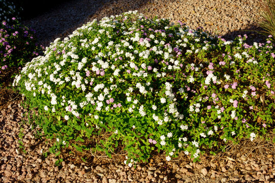White lantana flower bush trailing lantana or trailing shrubby verbena Lantana montevidensis plant