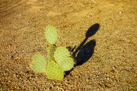 Pancake prickly pear cactus Opuntia chlorotica plant in desert sand casting a long shadow on ground