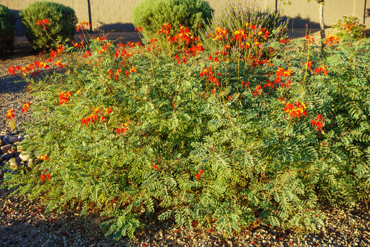 Red bird of paradise shrub Caesalpinia pulcherrima plants growing in a desert rock garden landscape, Phoenix, Arizona