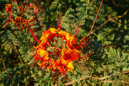 Red bird of paradise flower Caesalpinia pulcherrima blossom close up growing in desert landscape