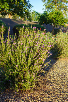 Texas sage bush also known as Texas ranger shrub Leucophyllum frutescens plant growing in desert landscape, Phoenix, Arizona