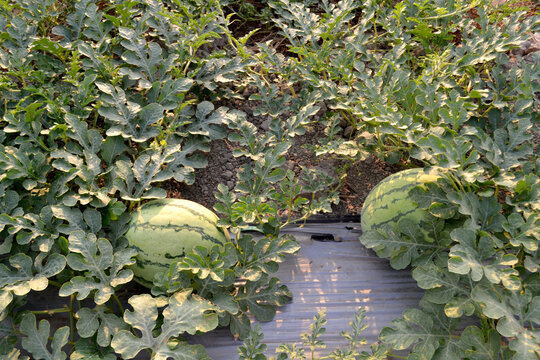 Two young watermelons amidst the leaves in the plantation