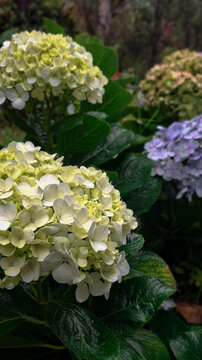 Blooming white cream hydrangea flowers in garden with soft background