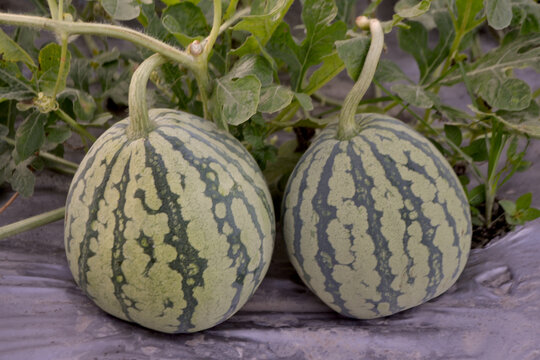 Two young watermelons among the leaves in the plantation, melons at the market
