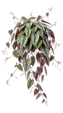 Lush Cissus Discolor Rex Begonia Vine Plant with Vibrant Heart Shaped Silver Patterned Leaves and Burgundy Undersides Isolated on a Solid Black Background for Botanical Decor Design
