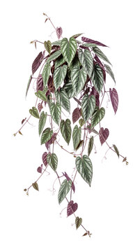 Rex Begonia Vine Cissus Discolor Trailing Houseplant with Silver Patterned Leaves and Purple Undersides Isolated on Black Background for Botanical Decor and Interior Design