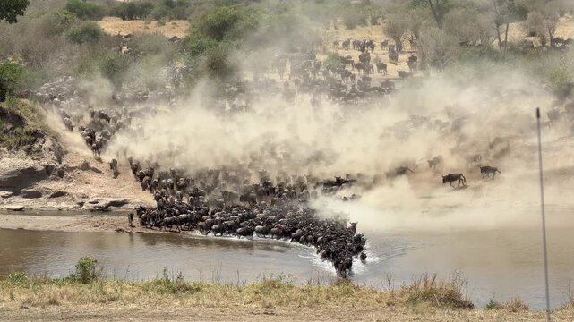Wildebeest crossing the Mara River during the Great Migration in Tanzania